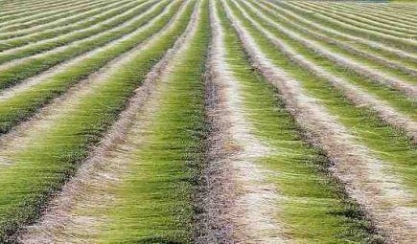 Flax stalks undergoing dew retting
